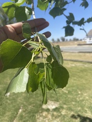 Populus fremontii