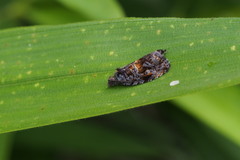 Aterpia flavipunctana