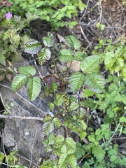 Toxicodendron diversilobum