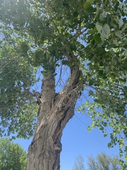 Populus fremontii