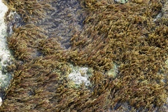 Cystoseira compressa