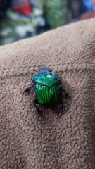 Oxysternon conspicillatum