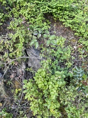 Toxicodendron diversilobum