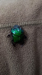 Oxysternon conspicillatum