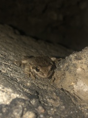 Pseudacris hypochondriaca