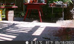 Sceloporus occidentalis