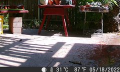 Sceloporus occidentalis