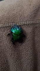 Oxysternon conspicillatum