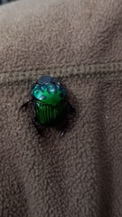 Oxysternon conspicillatum