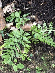Asplenium gracillimum