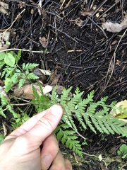 Asplenium gracillimum