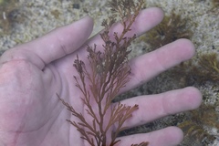 Cystoseira compressa