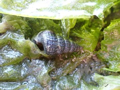 Cerithideopsis californica