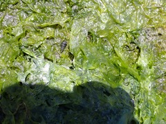 Cerithideopsis californica