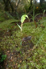 Pterostylis trullifolia
