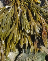 Pelvetiopsis limitata