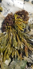 Pelvetiopsis limitata