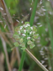 Teesdalia