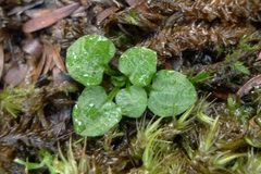 Pterostylis trullifolia