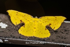 Corymica