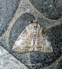 Blenina