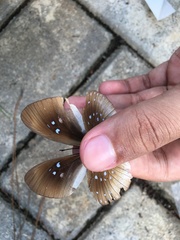 Euploea climena