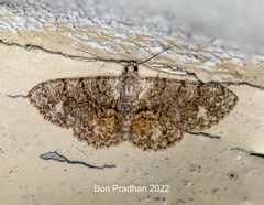 Myrioblephara
