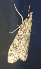 Eudonia murana