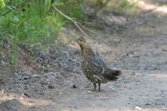 Canachites canadensis canace