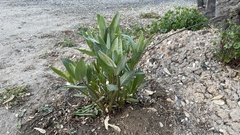 Asclepias speciosa
