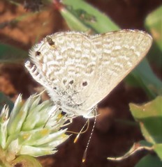 Anthene dulcis dulcis