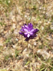 Dichelostemma congestum