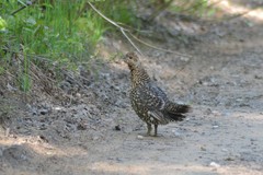 Canachites canadensis canace