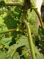 Siparunaceae