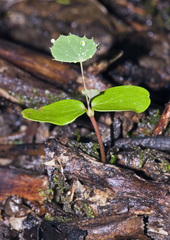 Berberis glaucocarpa