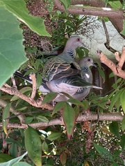 Streptopelia orientalis