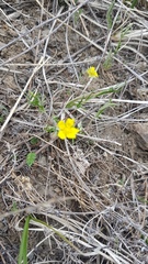 Potentilla verticillaris