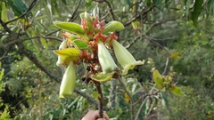 Paliavana sericiflora
