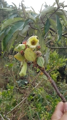 Paliavana sericiflora