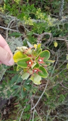 Paliavana sericiflora