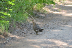 Canachites canadensis canace