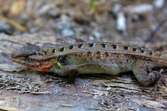 Sceloporus teapensis
