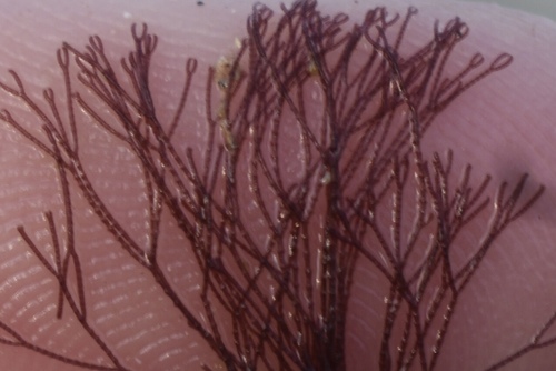 Gayliella flaccida observed 2022-05-21