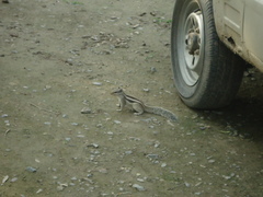 Funambulus pennantii