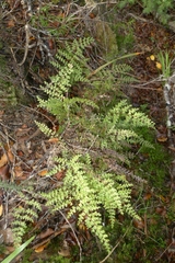 Lindsaea trichomanoides