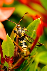 Nokona pilamicola