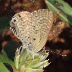 Anthene dulcis dulcis