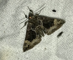 Hypena palparia