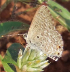 Anthene dulcis dulcis