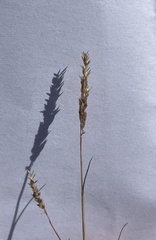 Agrostis lacuna-vernalis